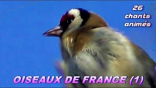 CHANTS dOISEAUX de FRANCE  28 chants [upl. by Hashum]