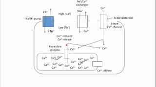 Digoxin  Mechanism of Action [upl. by Llereg982]