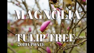 Magnolia Tulip Tree [upl. by Anirtac]