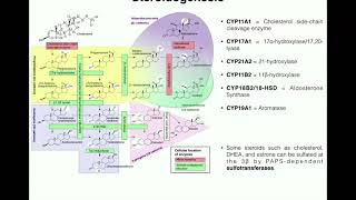 Steroidogenesis  The Biosynthesis of Steroids from Cholesterol [upl. by Limoli557]