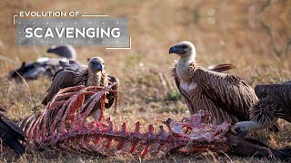 How Vultures Evolved to be Scavengers [upl. by Nairred]