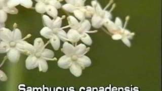 elderberry Sambucus nigra syn S canadensis [upl. by Tarrant]