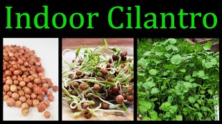 How To Grow Cilantro Coriander Indoors  The Definitive Guide [upl. by Rebmeced]