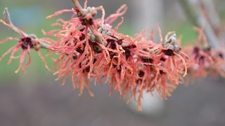 Hamamelis x intermedia Jelena Witch Hazel [upl. by Dinah]