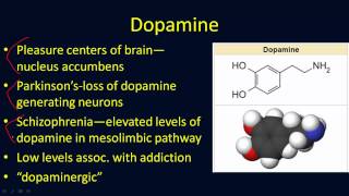 Neurotransmitters Overview [upl. by Jamel]