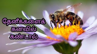 தேனீக்களைக் கனவில் கண்டால்  thenikalai kanavil kandal enna palan  Honey bee in dreamAnitas clips [upl. by Athalla]