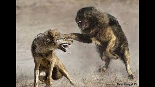 Lone Wolf vs 3 Tibetan Mastiffs [upl. by Charleton]