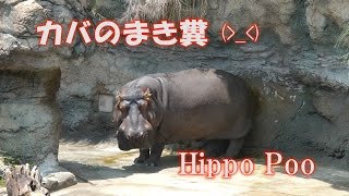 カバのまき糞 まきふん Hippo Poo Hippos Shit Hippo Poo [upl. by Lorain]