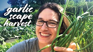 Harvesting Garlic Scapes — When Why amp How [upl. by Karena27]