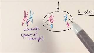 AS Biology  Meiosis OCR A Chapter 63 [upl. by Zahc]