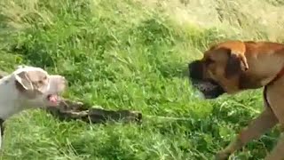 Pitbull vs bullmastiff Pitbull looks at bullmastiff [upl. by Fidelis]