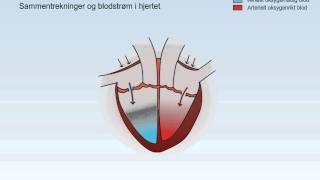 Sirkulasjonssystemet [upl. by Wilkinson]