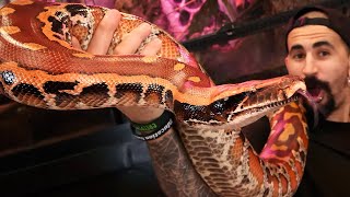 Blood Pythons  Borneo Shorttailed Reptile Tutorial [upl. by Hansel]