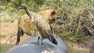 VULTURE ALERT Crocodile Ambush at African Rivers Edge [upl. by Jennette817]