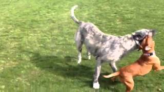 Irish wolfhound vs red nose pitbull [upl. by Aifoz]