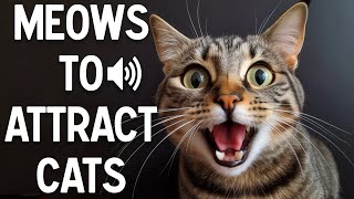 Sweet Kitten Meowing Compilation [upl. by Barthol]