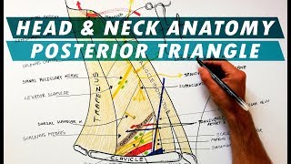 The Posterior Triangle of the Neck  Boundaries amp Content  Head amp Neck Anatomy [upl. by Anilecram]