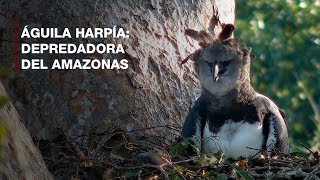 Aguila harpía Depredadora del Amazonas [upl. by Viquelia]