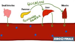 Blood Glucose Regulation and Diabetes [upl. by Nilek]