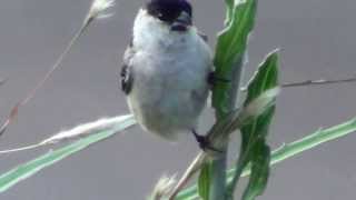 Sporophila bouvreuil  Caboclinho  Capeed Seedeater [upl. by Idham]