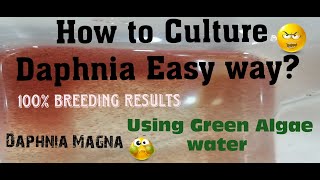 Daphnia MagnaHow to Culture Daphnia Easy wayCulturing Daphnia using Green water Daphnia [upl. by Kilk225]