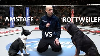 Rottweiler vs Pitbull  Speed Competition  Genetic Differences [upl. by Norm]