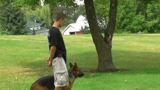 Obedience training for German Shepherd  German Shepherd trainer [upl. by Aidekal770]