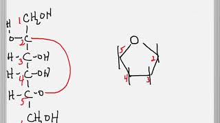 Cyclization of a Sugar to Form a Furanose Ring [upl. by Daryl947]