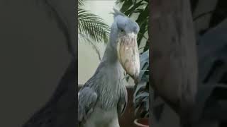 Shoebill stork performing a mating call 😳 [upl. by Tebzil]