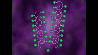 Protein Denaturation [upl. by Narhem]