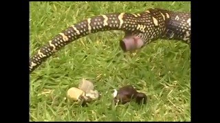 How Snakes Poop and Pee [upl. by Lanahtan348]