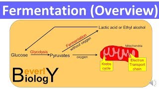 Fermentation Overview updated [upl. by Templas]