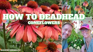 🌼 How to Deadhead Coneflowers  QG Day 127 🌼 [upl. by Bernstein]