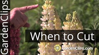 Lupines  When To Cut Flowers [upl. by Anasiul]