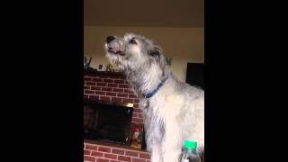 Irish wolfhound howling [upl. by Tiduj]