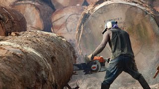 The Risky Life Of Lumberjack  World Documentary Films HD [upl. by Goodrow]