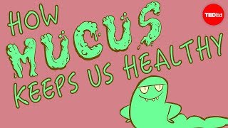 How mucus keeps us healthy  Katharina Ribbeck [upl. by Elsilrac]