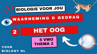 5 vwo  Waarneming amp Gedrag  2  Het oog [upl. by Otter]