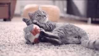 Whiskas Katzenfutter TV Werbung 2013 [upl. by Rianna]