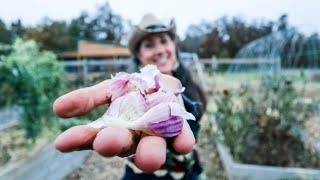 How To Grow GARLIC from Start to Finish [upl. by Yelrihs105]