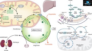 Amino Acids Degradation Protein Catabolism [upl. by Naenej]