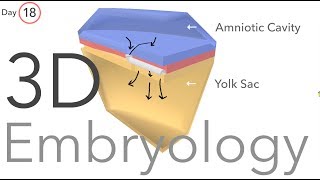 Gastrulation  Embryology [upl. by Sams]