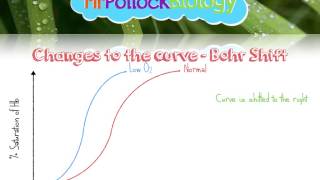 Haemoglobin amp Oxygen Dissociation Curves [upl. by Kerri]