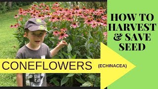 HOW TO COLLECT AND SAVE CONEFLOWER SEEDS ECHINACEA [upl. by Astto]