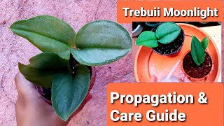 Scindapsus Trebuii Moonlight Propagation amp Care Guide [upl. by Anaimad]