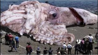 最大18メートルの怪物、ダイオウイカを映像と共に解説！ giant squid [upl. by Arual]