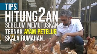 Menghitung Berapakah Keuntungan Ternak Ayam Petelur Rumahan 100 ekor [upl. by Etnaud]