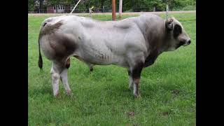 Piedmontese Cattle  Interesting Facts [upl. by Rennug]