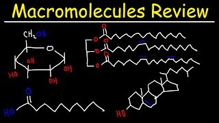 Macromolecules Review [upl. by Wain507]