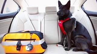 Dog SafetySeatbelts for Dogs A HowTo [upl. by Heinrick]